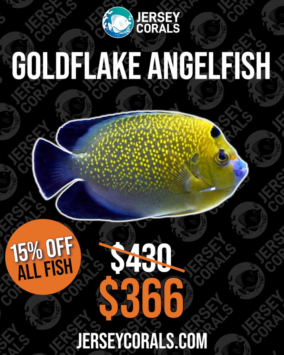 GOLDFLAKE ANGELFISH.jpg