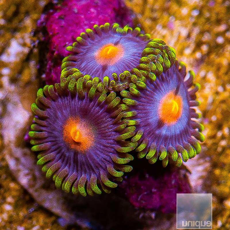 Gorilla Nip Variant Zoanthid 34 18.JPG