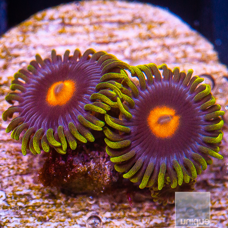 Gorilla Nip Zoanthid 22 10.JPG