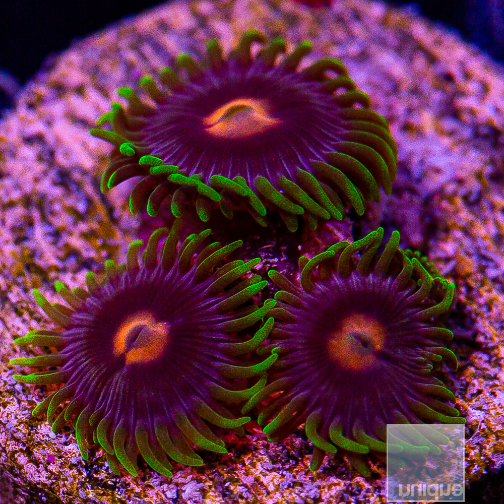 Gorilla Nip Zoanthid 22 10.JPG