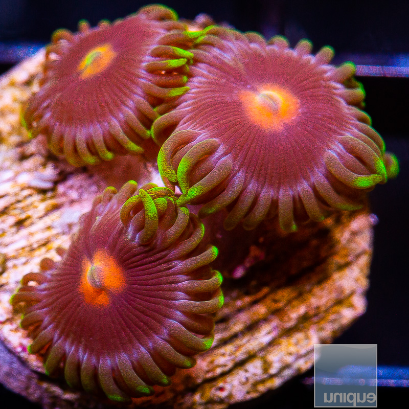 Gorilla Nip Zoanthid 29 20.JPG