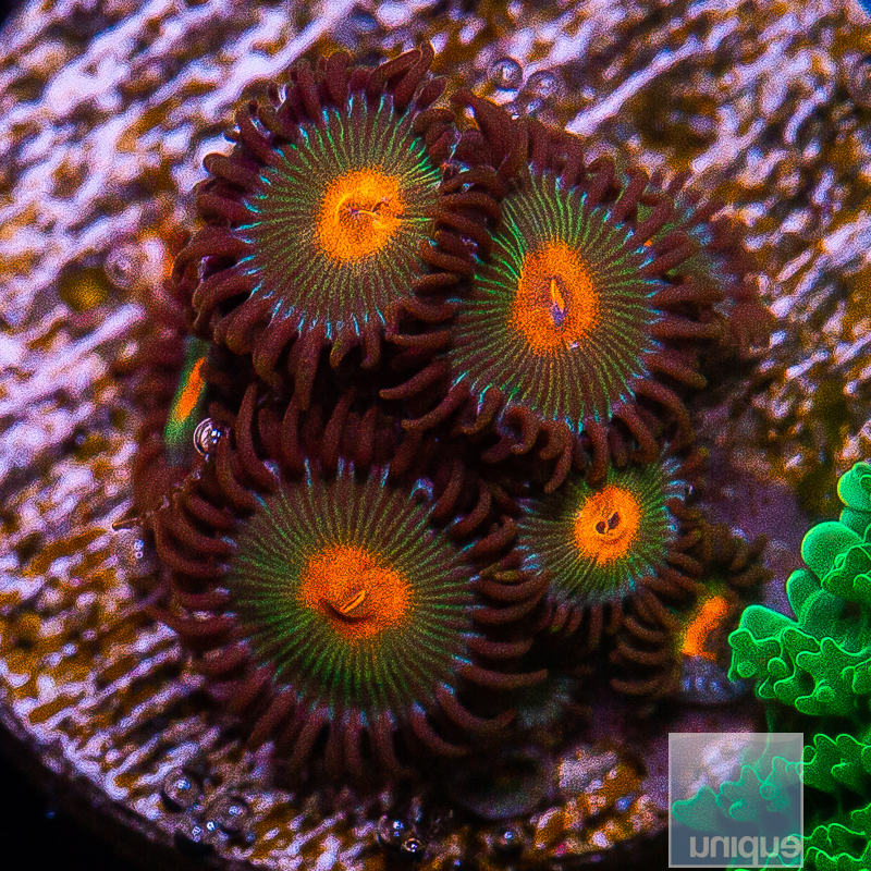 Gorilla Nip Zoanthids 59 22.JPG