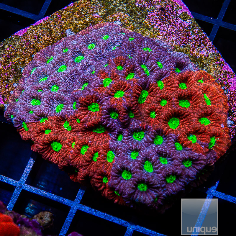 Grafted War Coral growout 159 85.JPG
