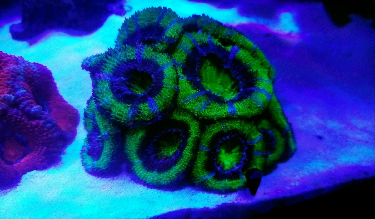 Green Acan.jpg