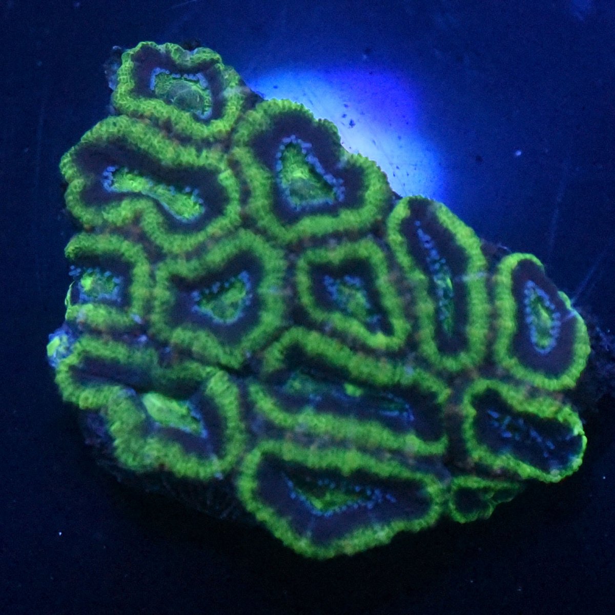 green acan.jpg