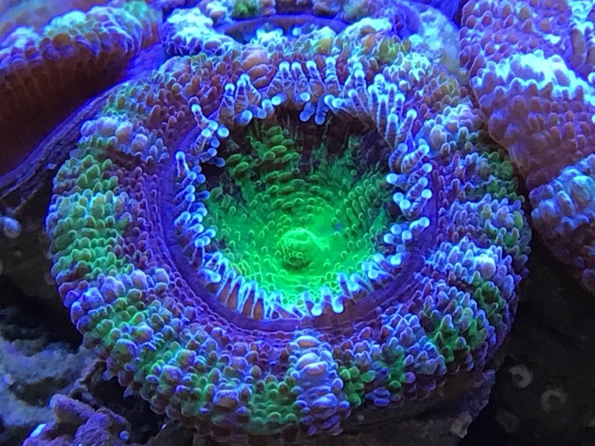 Green-Acan.jpg