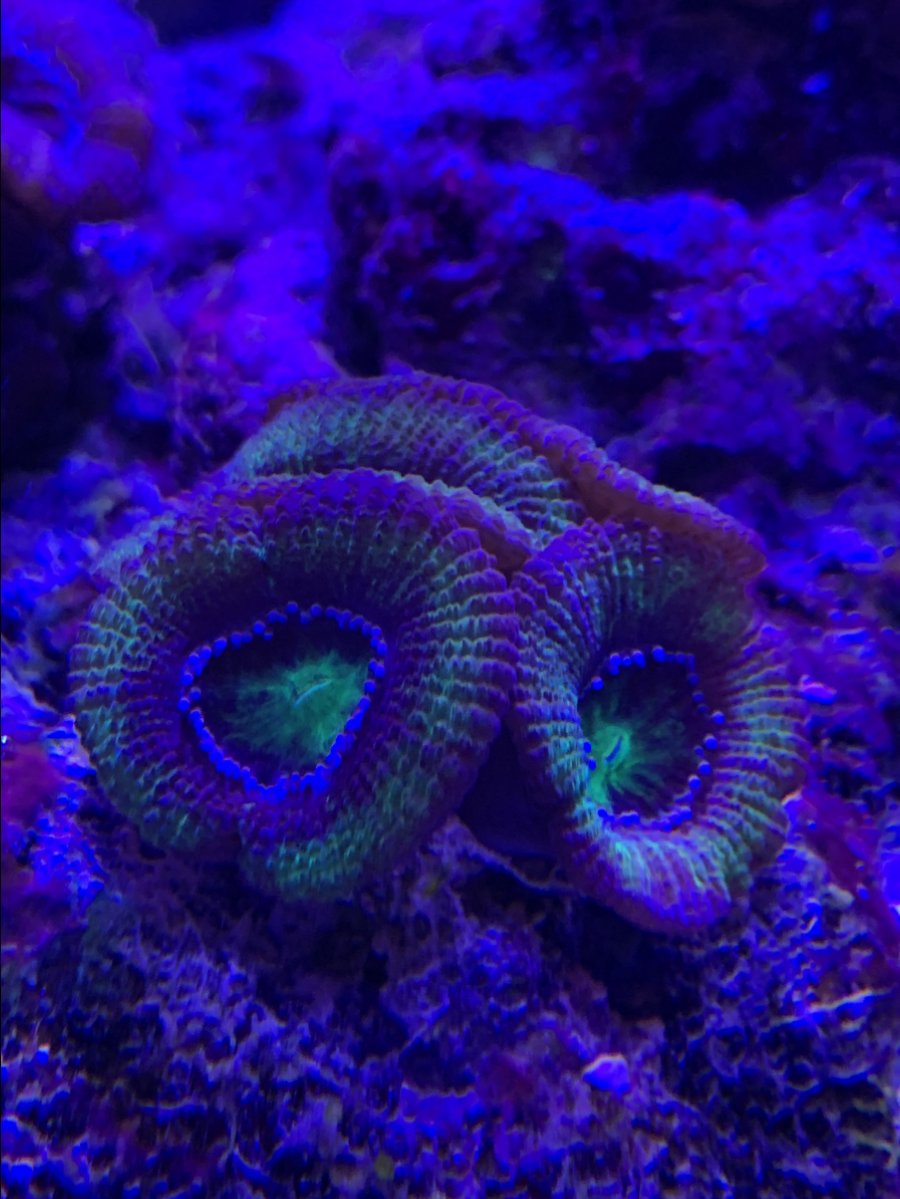 green-acan.JPG