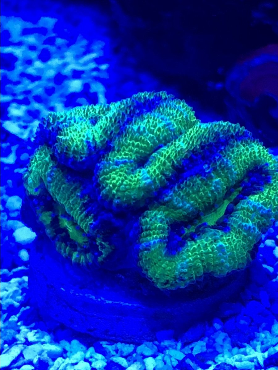 GREEN-ACANS.JPG