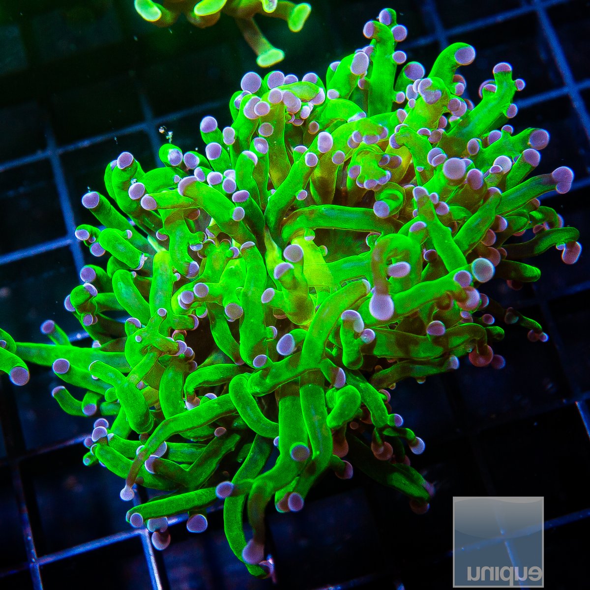 Green and Blue Frogspawn 59 28.JPG