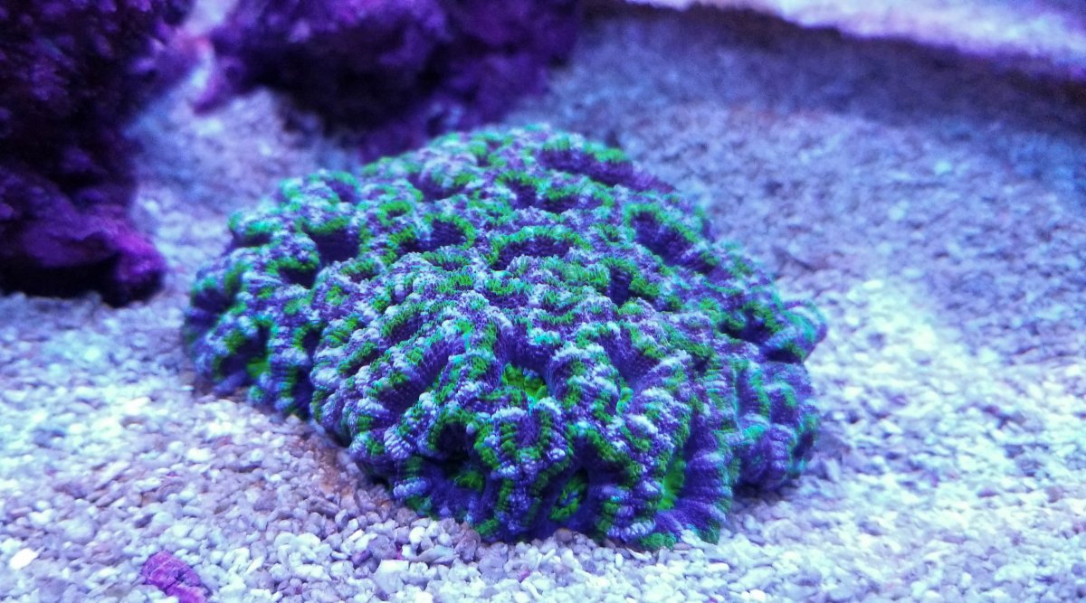 green and purple acan.jpg (1 of 1).jpg