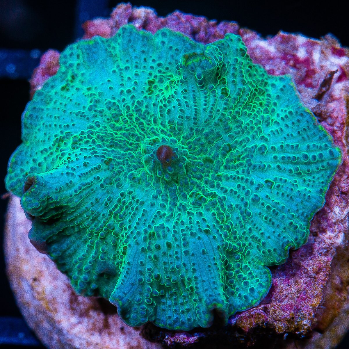 Green Blue Discosoma 69 22.JPG