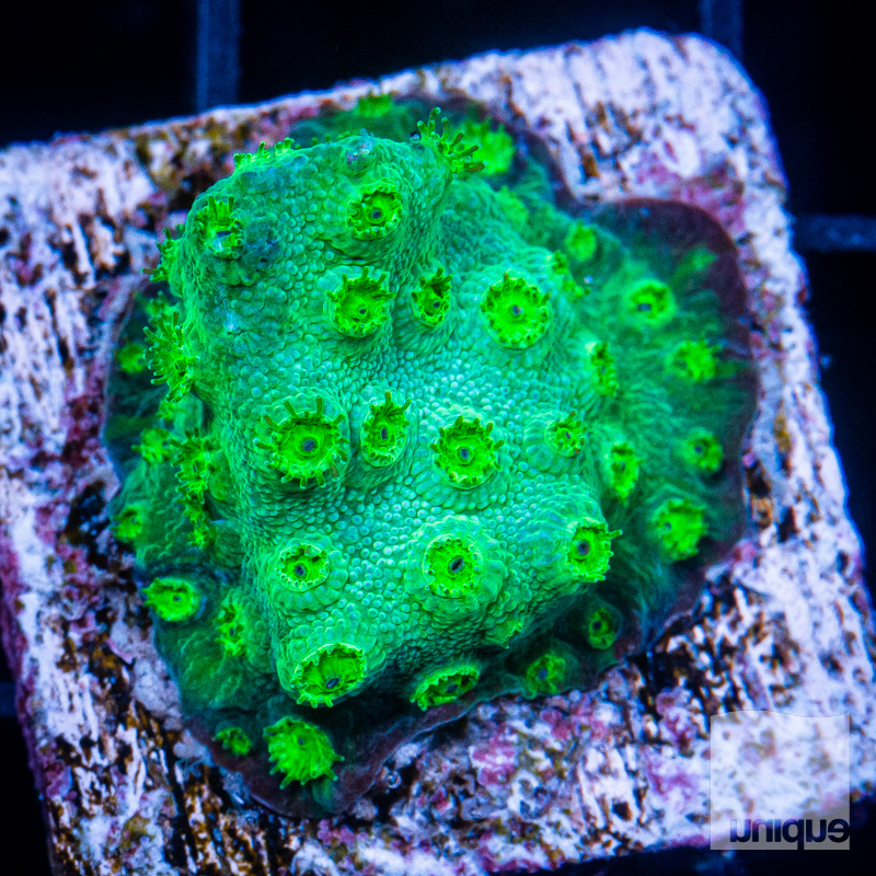 Green Cyphastrea 29 15.jpg