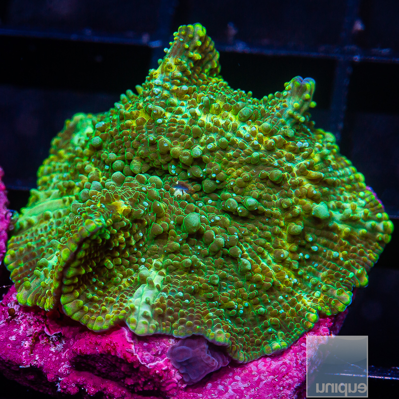 Green Discosoma 49 21.JPG