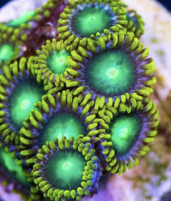 GREEN DRAGON  EYE ZOANTHID.jpg