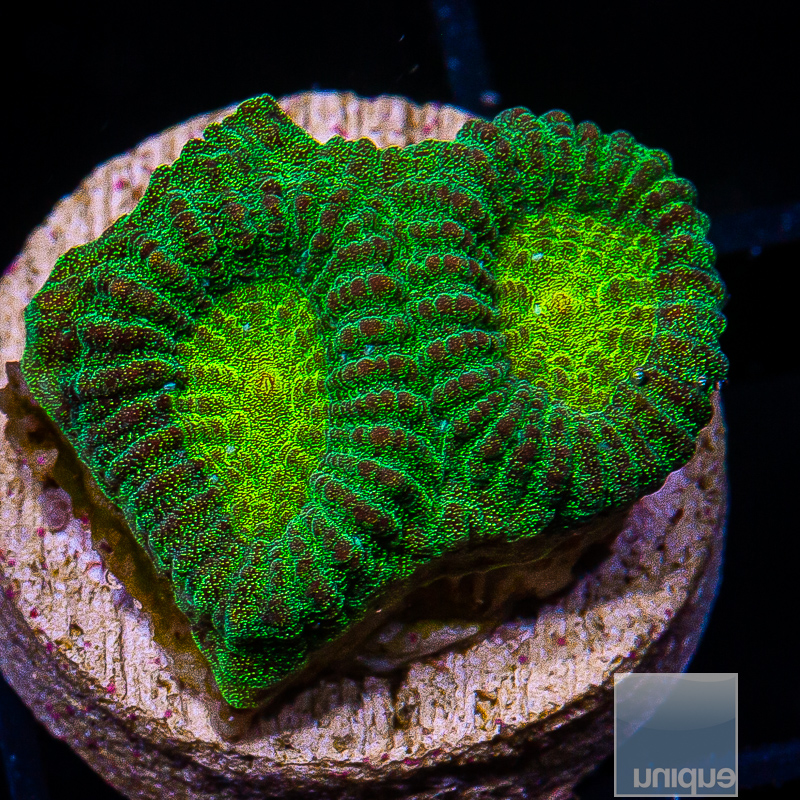 Green Favia 29 5.JPG