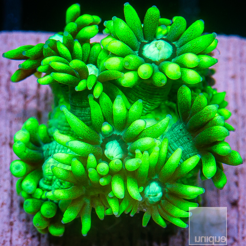 Green Goniopora 39 10 (4).JPG