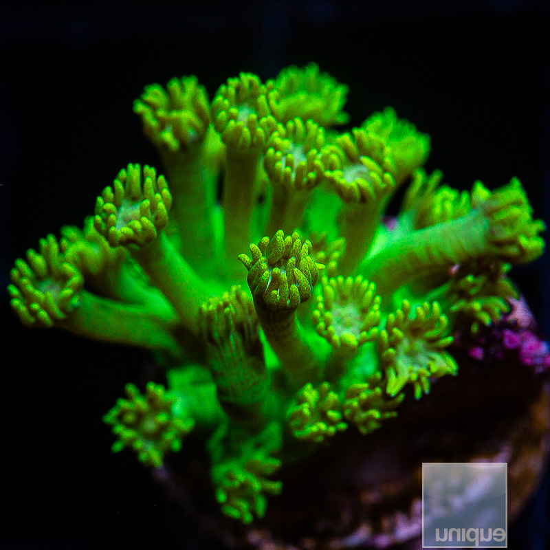 Green Goniopora 39 16.JPG