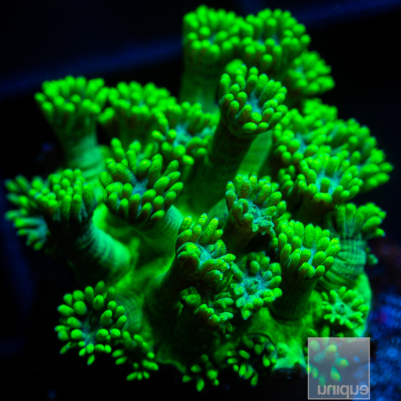 Green Goniopora 39 20.JPG