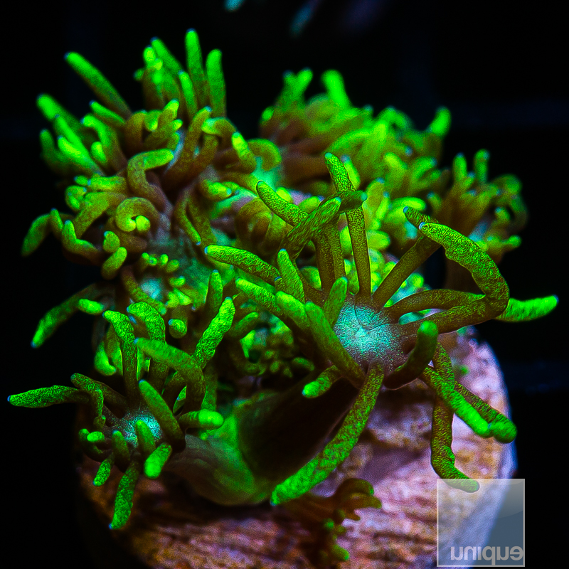 Green Goniopora 49 20.JPG