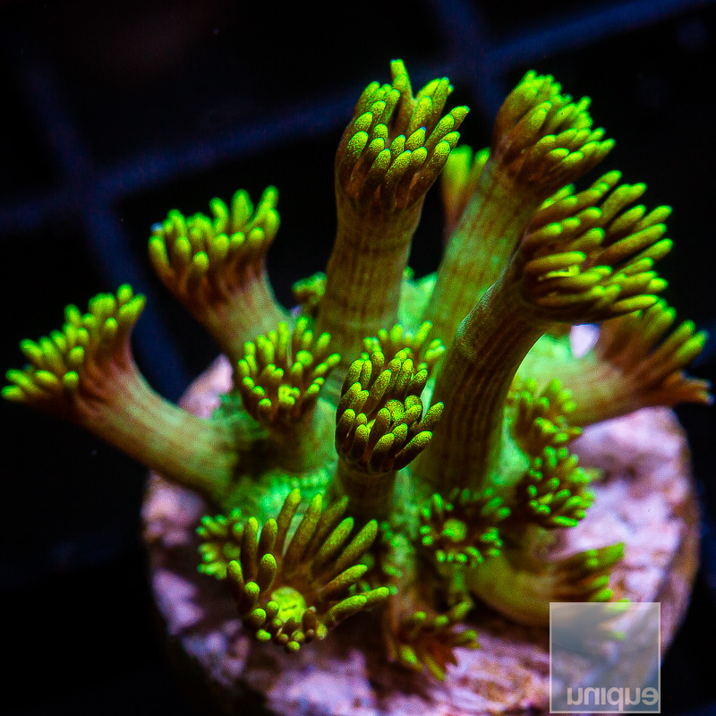 Green Goniopora 49 20.JPG