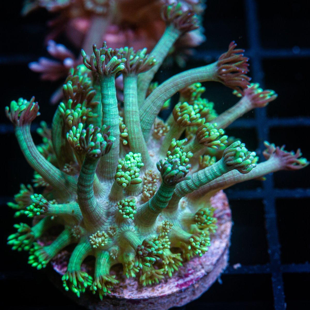 Green Goniopora Growout 79 20.JPG