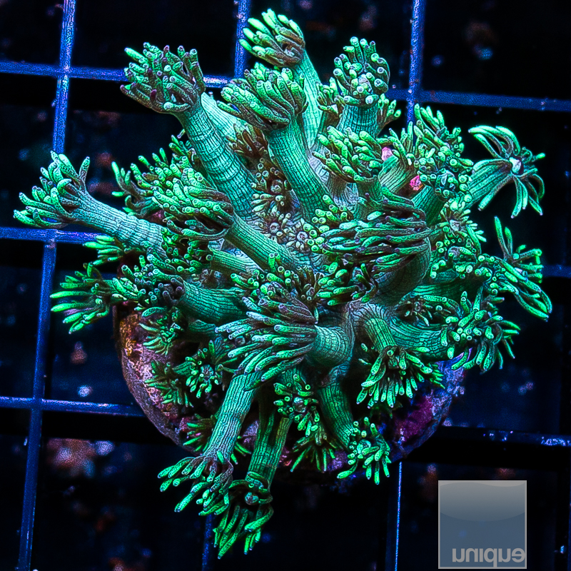 Green Goniopora Growout 89 34.JPG