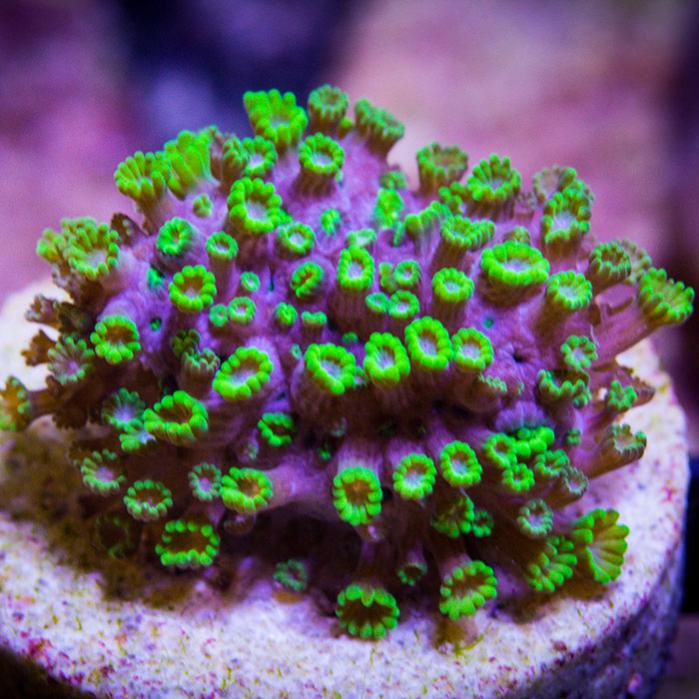 green-gonipora.jpg