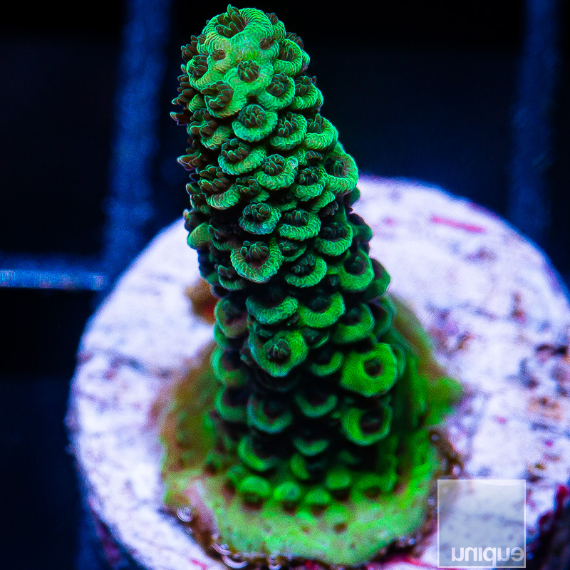 Green Millepora 49 20.JPG