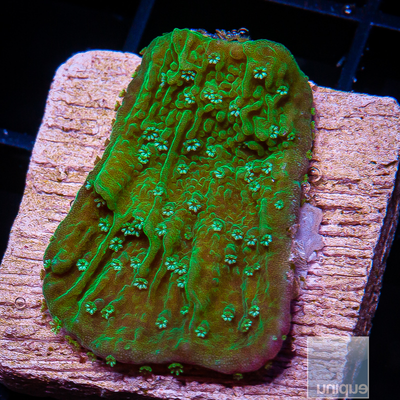 Green Montipora 32 10.JPG