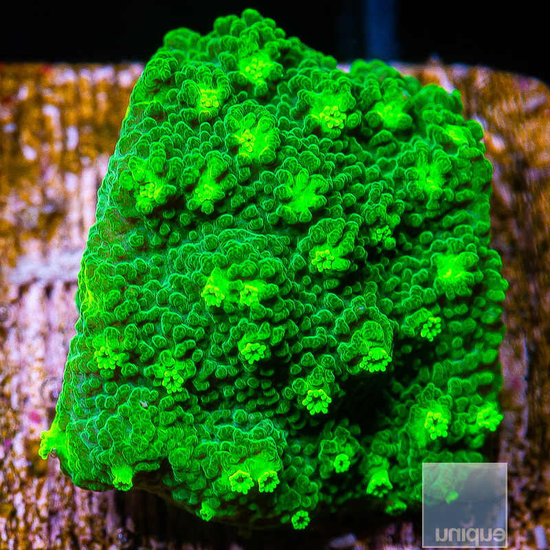 Green Montipora 32 5.JPG