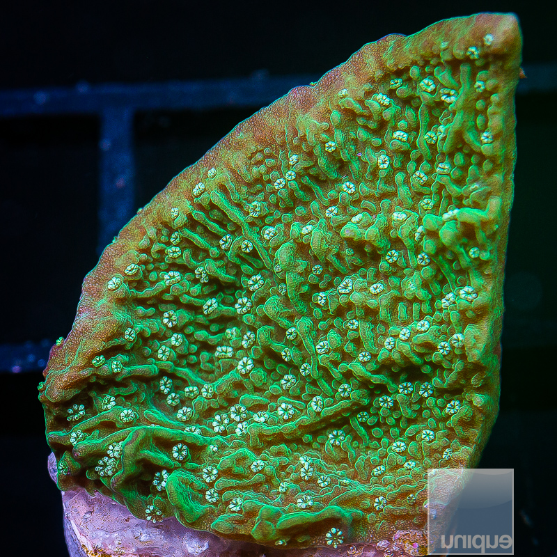 Green Montipora 34 10.JPG