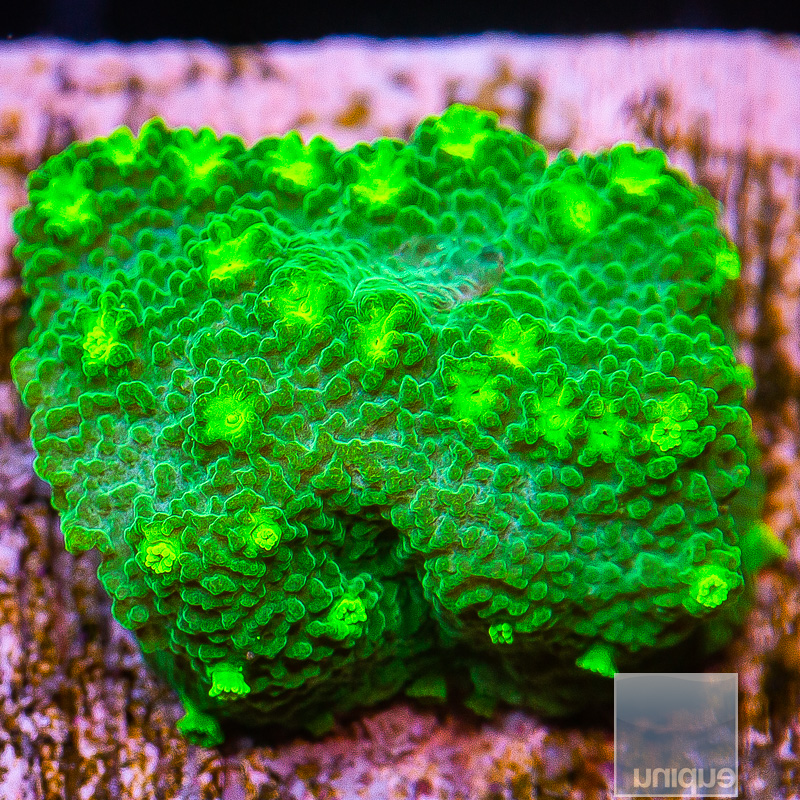 Green Montipora 34 5.JPG