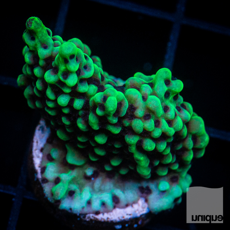 Green Montipora 48 26.jpg