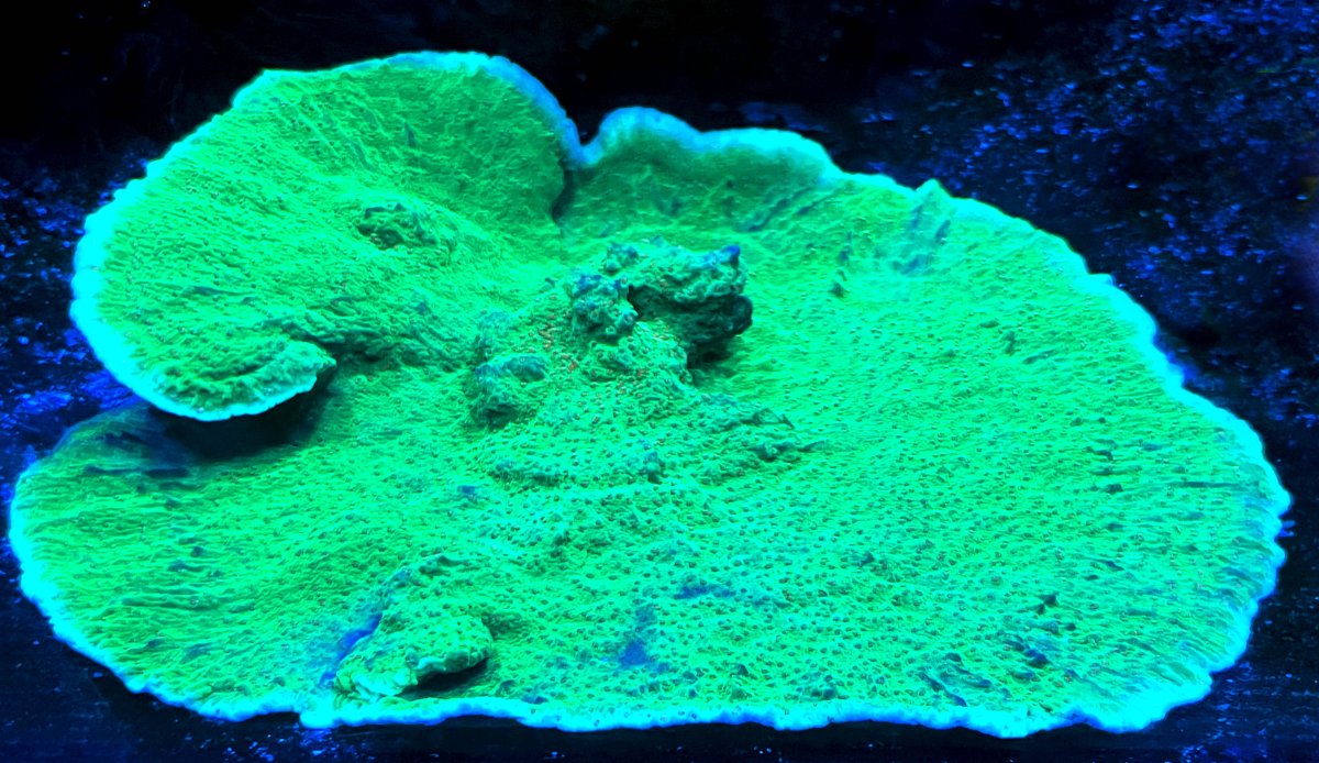 Green Montipora capricornis.jpg