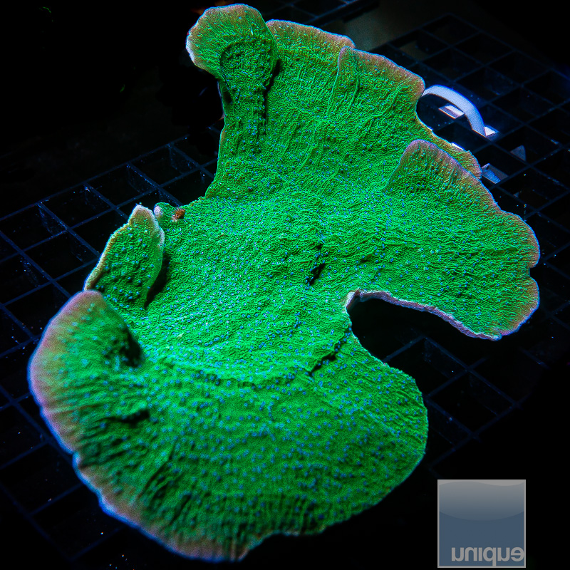 Green Montipora Colony 349 160.JPG