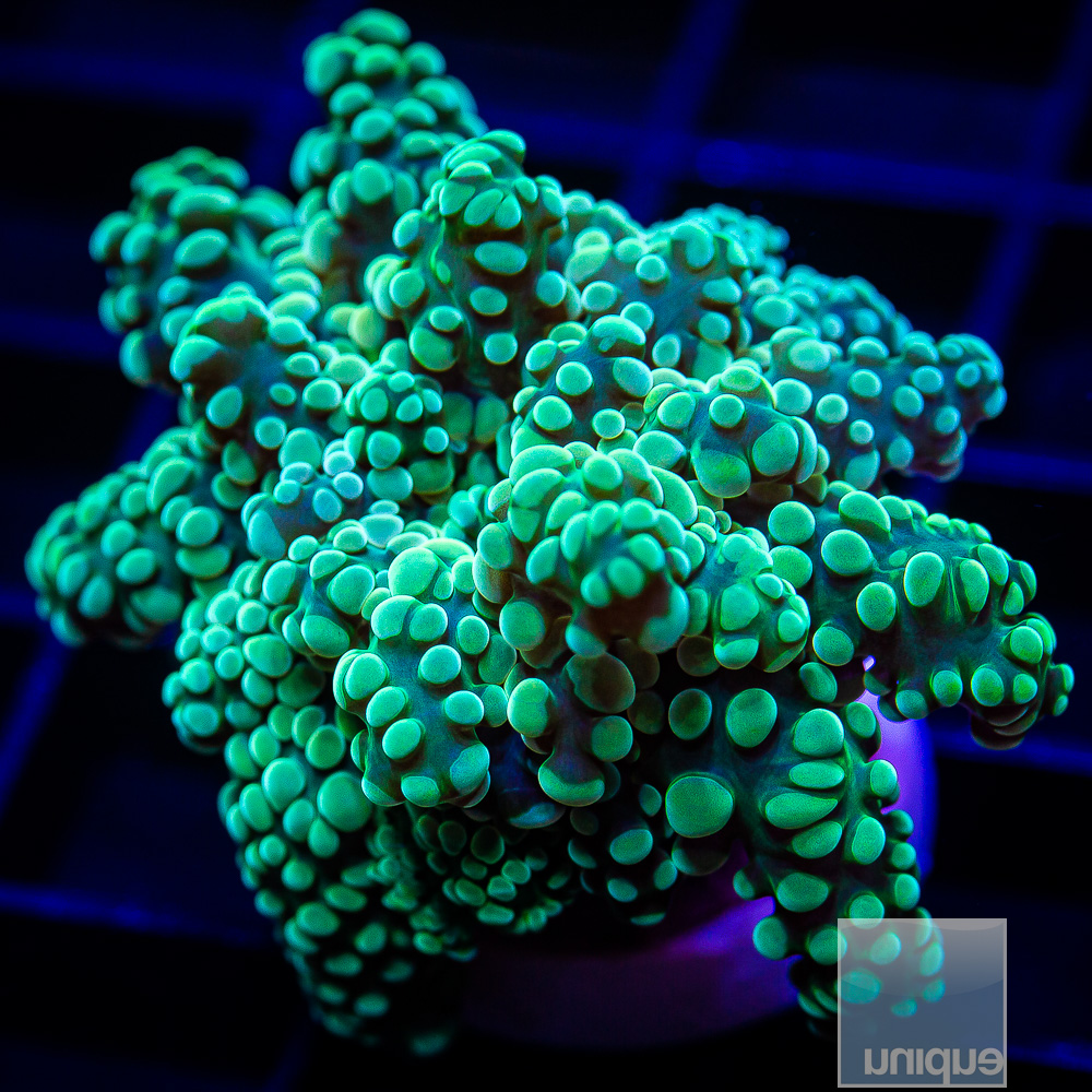 Green Octo 59 36 (1).JPG