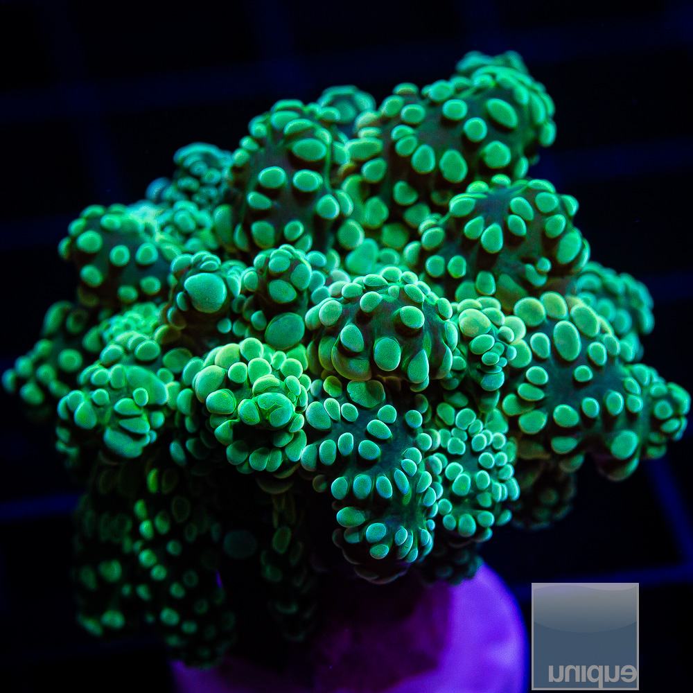 Green Octo 59 36.JPG