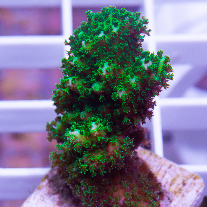 green pocillopora-15-30.jpg