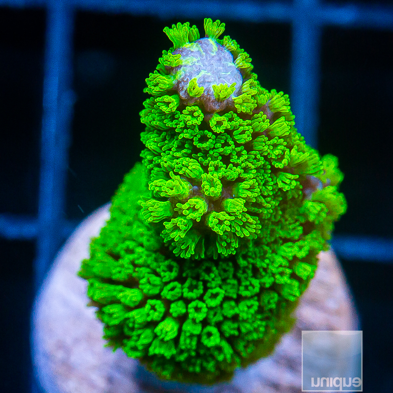 Green Polyp Digitata 39 20.JPG