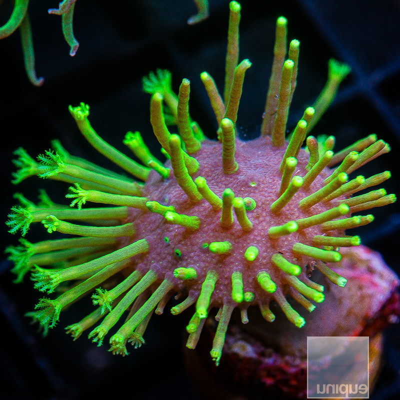 Green Polyp Leather 89 46.JPG