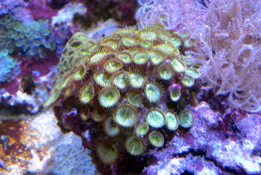 green polyps.jpg