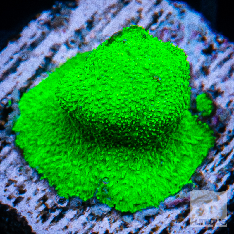 Green Psammacora 19 5.jpg