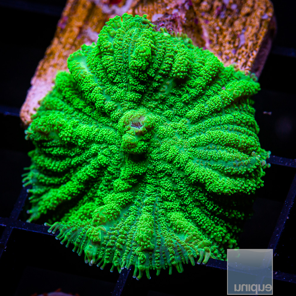 Green Rhodactis 34 10.JPG