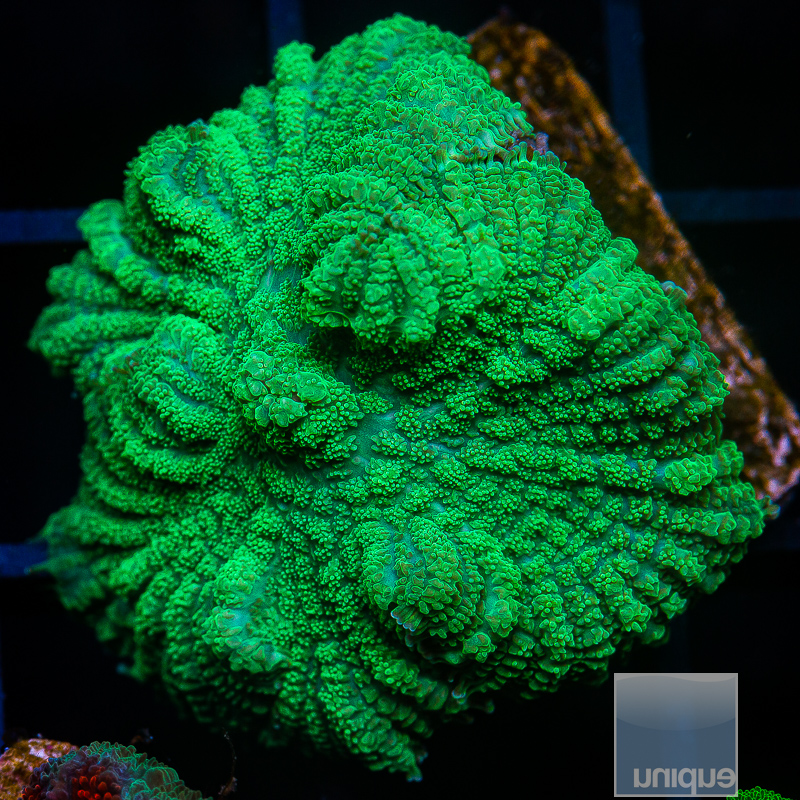 Green Rhodactis 49 15.JPG