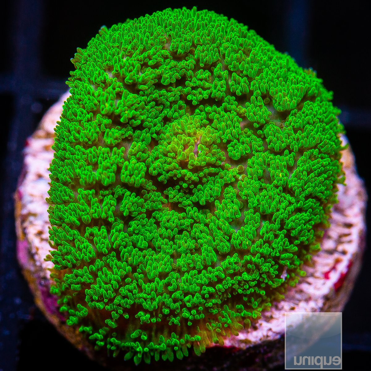 Green Rhodactis 49 15.JPG