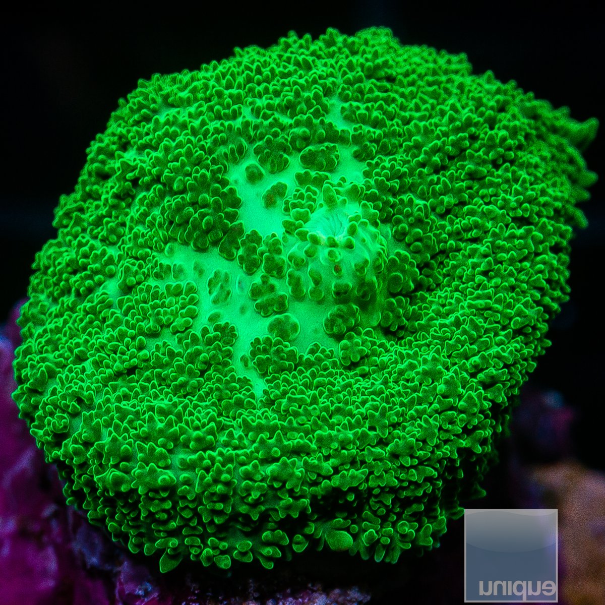 Green Rhodactis 49 16.JPG