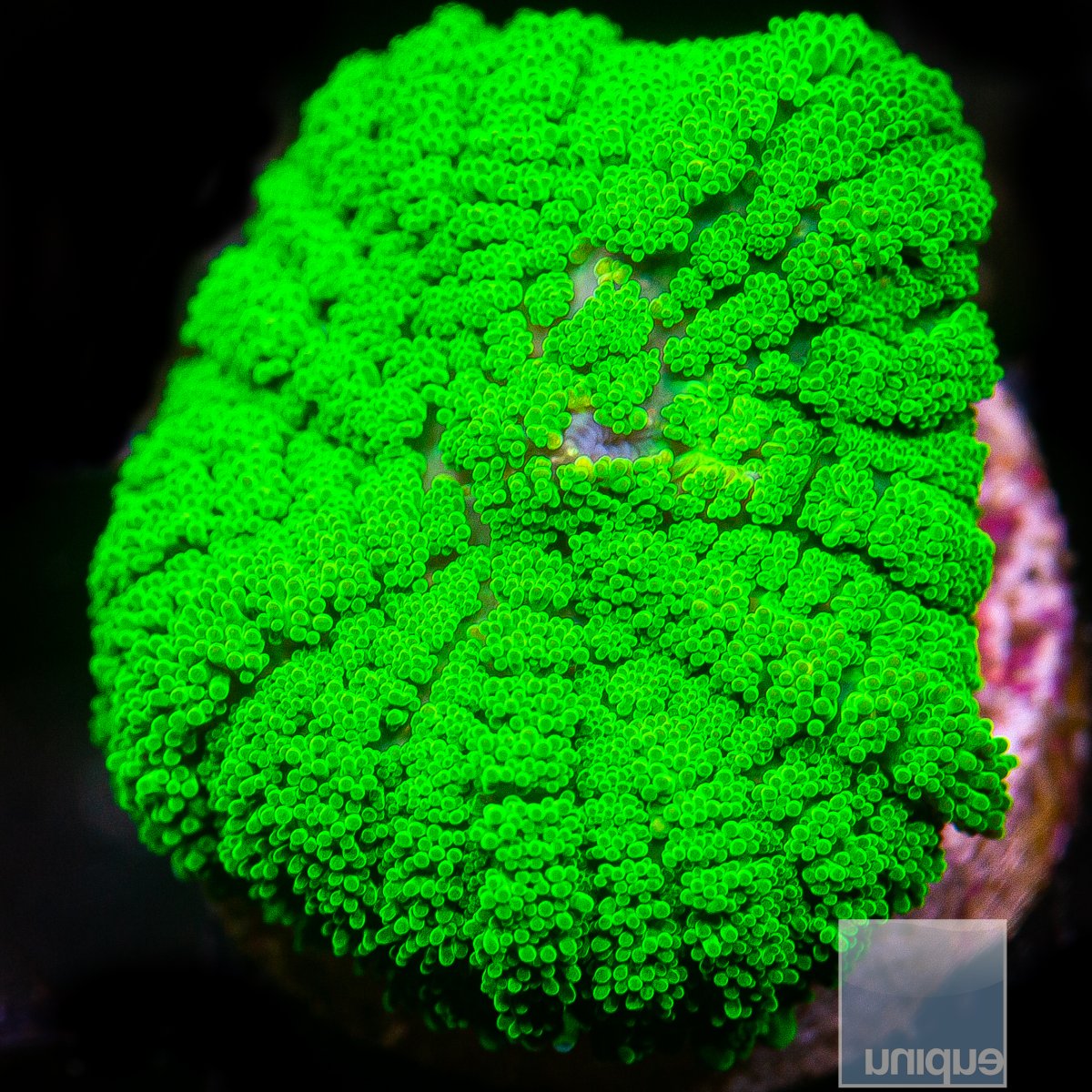 Green Rhodactis 49 20.JPG