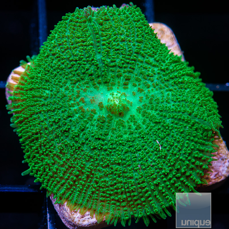 Green Rhodactis 49 26.JPG