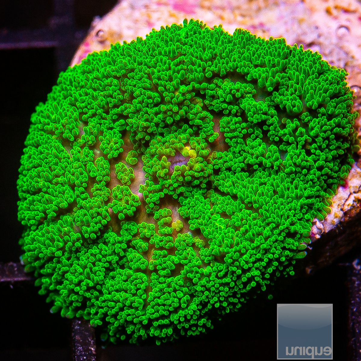 Green Rhodactis 49 26.JPG