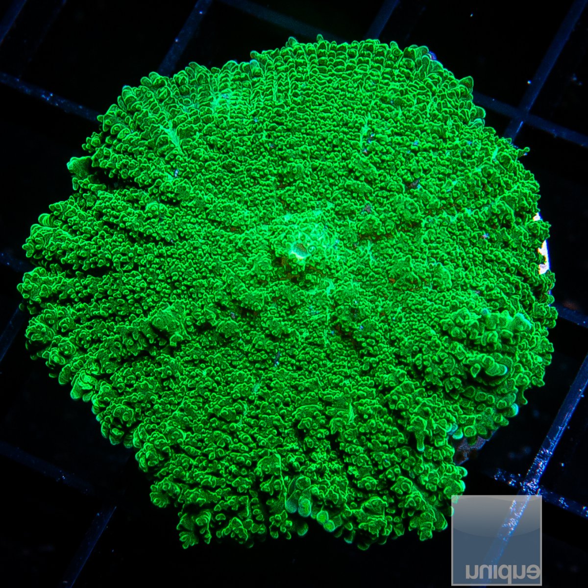 Green Rhodactis 59 22.JPG